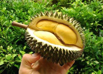 Avocado Jelly Dessert Recipe (Thạch Bơ)