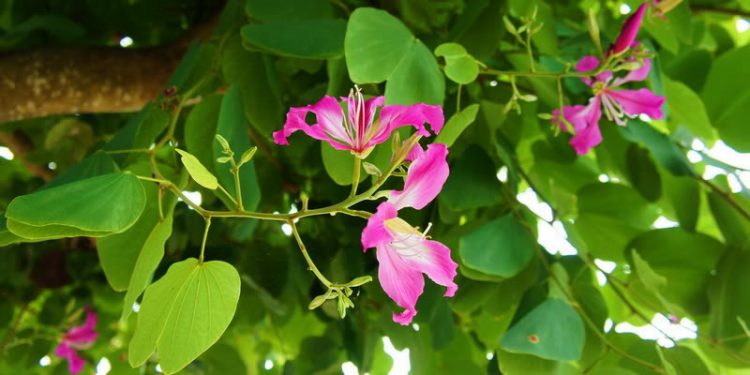 sour-soup-with-queen-orchid-leaves-canh-chua-la-mong-bo-tim