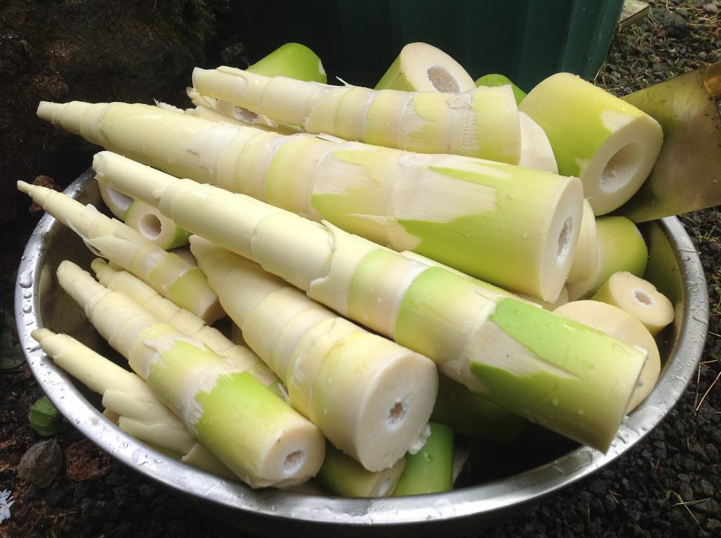 Le Bamboo Shoot in Tây Nguyên (Măng Le ở Tây Nguyên) EZ Vietnamese