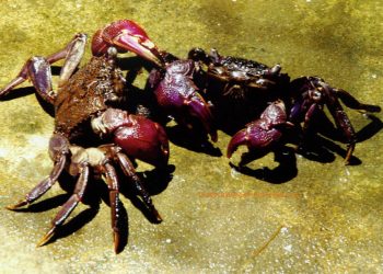 ba-khia-freshwater-crabs