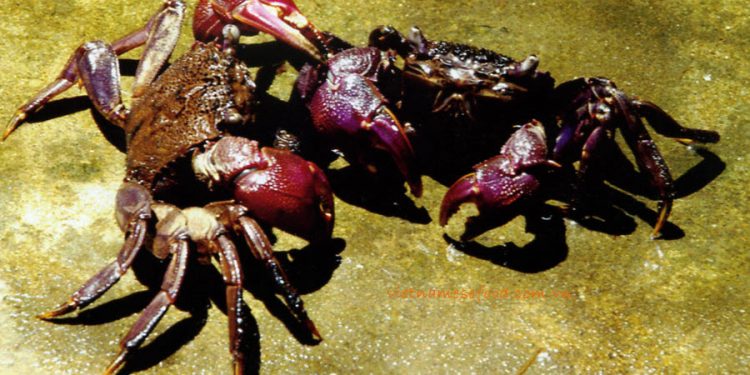 ba-khia-freshwater-crabs
