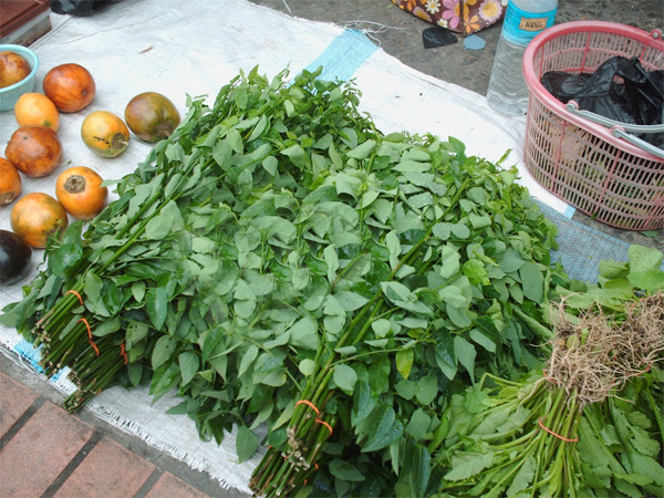 Benefits and amazing drug prescriptions from Star Gooseberry leaves