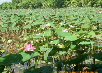 sa-dec-town-dong-thap