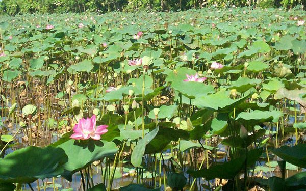 sa-dec-town-dong-thap