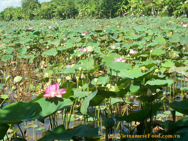 Many Lotus Flowers are in this Town