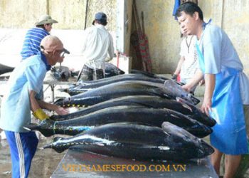 ocean-tuna-in-phu-yen-province-ca-ngu-dai-duong