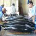 ocean-tuna-in-phu-yen-province-ca-ngu-dai-duong
