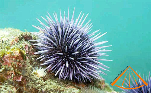 ezvietnamesecuisine.com/vietnamese-sea-urchins